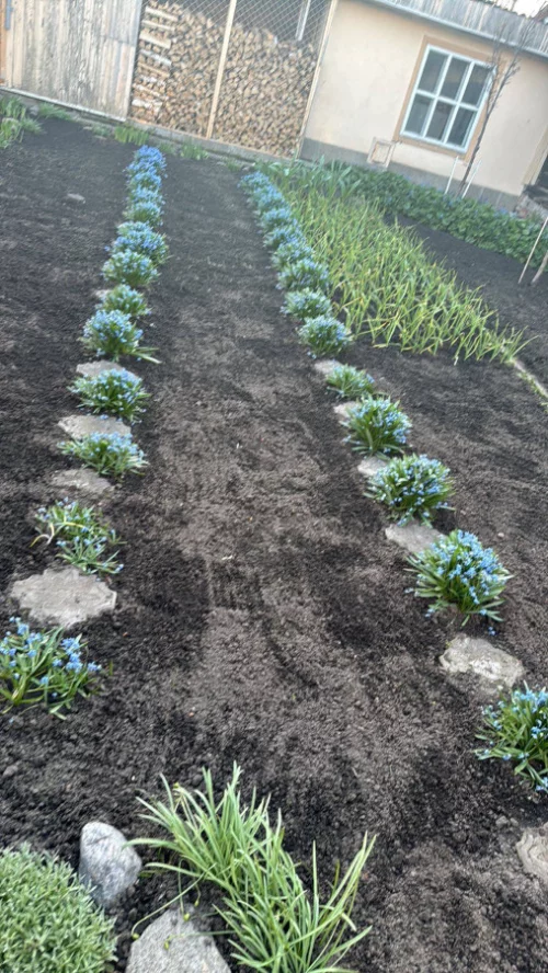 Цветы многолетние