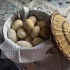 Яйцо гусиное подкладное или для инкубатора
