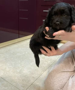 Щенки Кокер спаниель