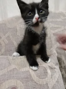 Котята