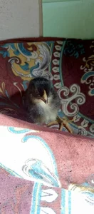 Мясо-яичные цыплята