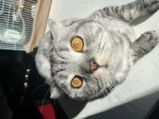 Кот Тайсон
