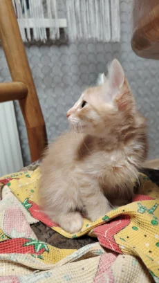 Котенок ищет семью (даром)