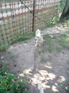 Отдам в хорошие руки собачек