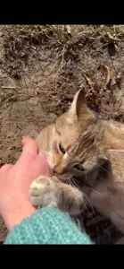 Ищет дом невероятно ласковая молоденькая кошечка
