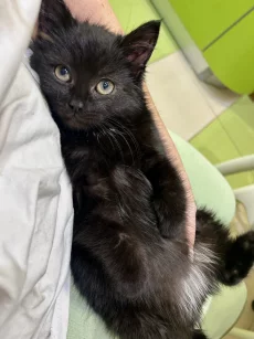 Котёнок ищет заботливых хозяев