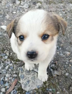 щенки ищут дом