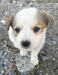 щенки ищут дом