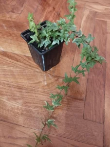 Плющ Хедере