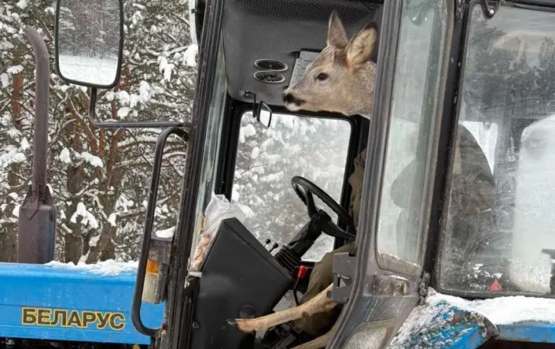 Бобруйский район: косуля в кабине