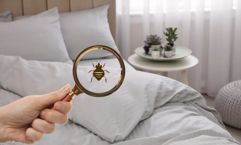 Чек-лист: как проверить квартиру на наличие клопов перед покупкой/арендой