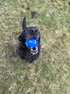 Нашли собачку