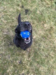 Нашли собачку