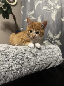 Отдадим котенка в хорошие руки