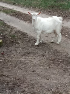 Козлик зааненской породы