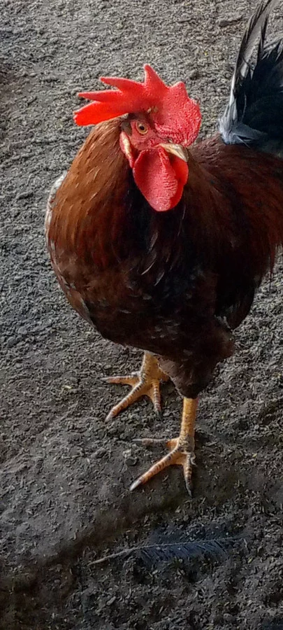 Молодые петухи