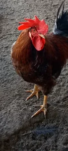 Молодые петухи