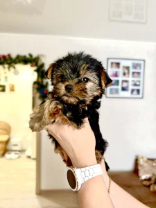 Щенки йоркширского терьера