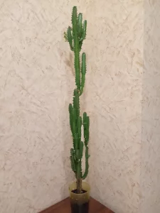 Молочай трехгранный