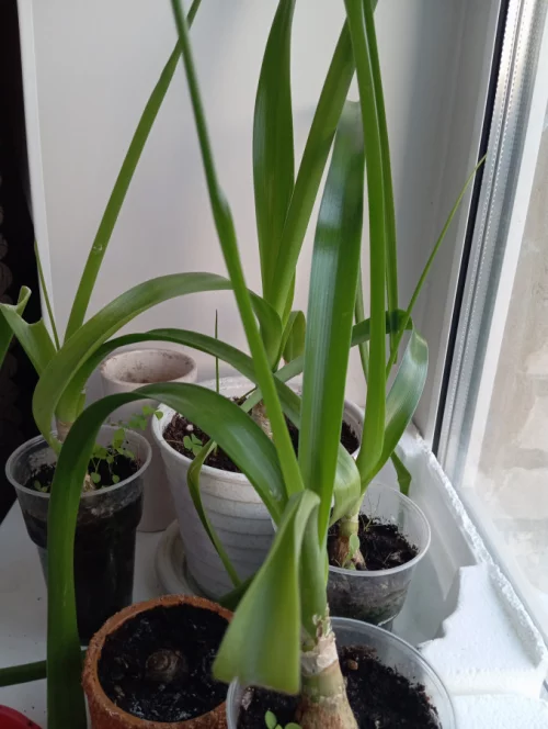 Индийский лук (птицемлечник лекарственный)