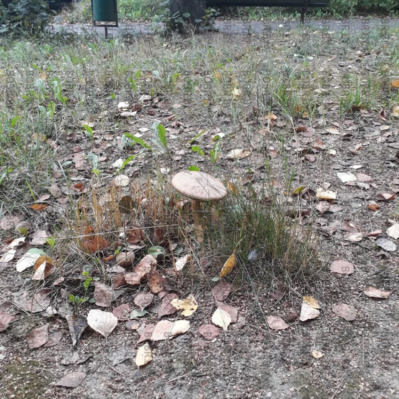 Гриб
