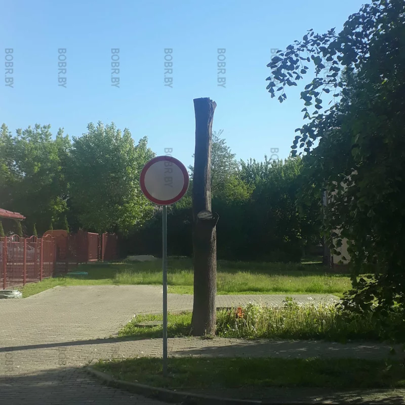 Движение нет, жизни нет. (зеленхоз, кто ответит за убитое дерево?)