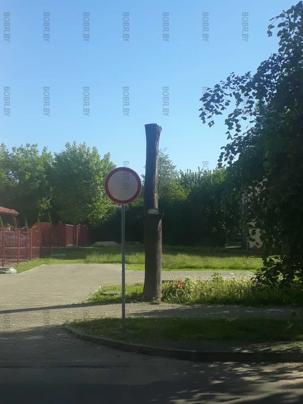 Движение нет, жизни нет. (зеленхоз, кто ответит за убитое дерево?)