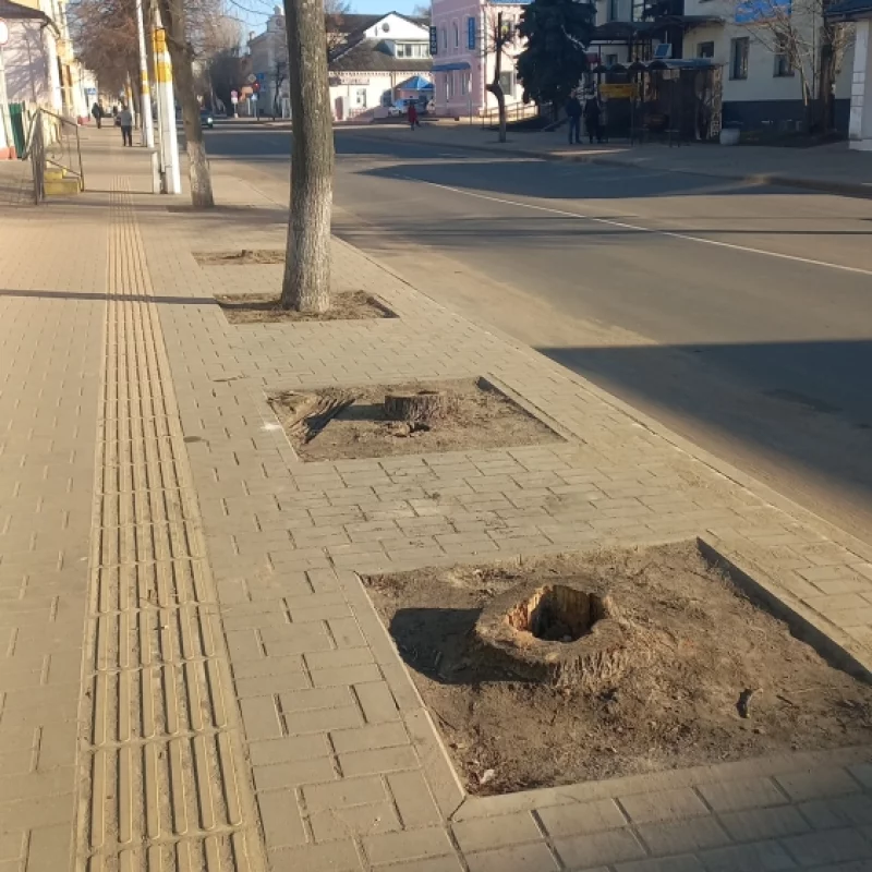 Зеленеет наш горд