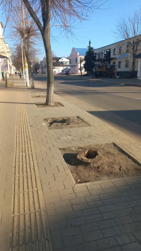 Зеленеет наш горд