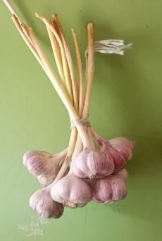 Чеснок