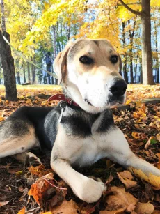 Амур ищет дом