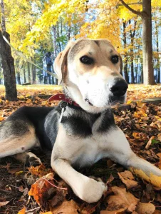 Амур ищет дом