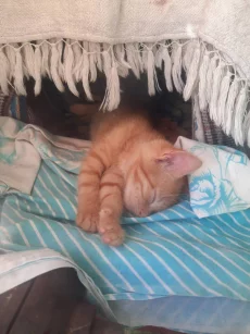 Котята ищут дом
