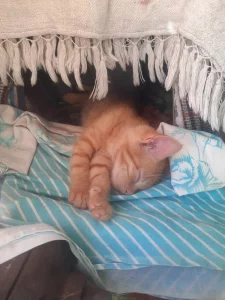 Котята ищут дом