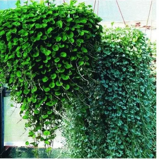 Дихондра рассада