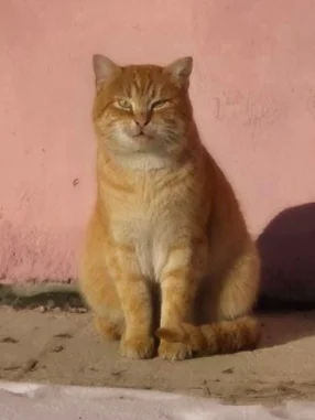 Кто потерял