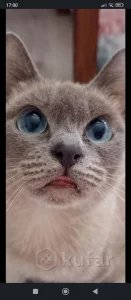 Кошка той боб