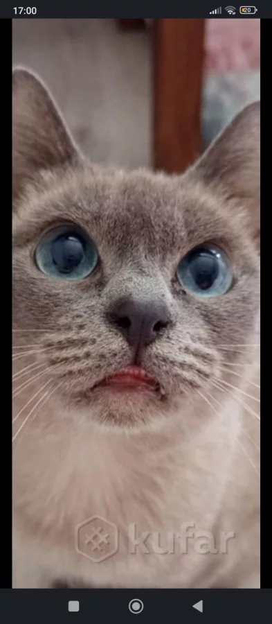 Кошка той боб