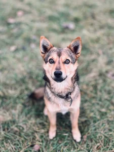 Мини Овчарик Цезарь