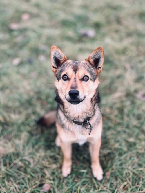 Мини Овчарик Цезарь