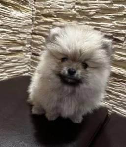 Щенок шпиц миник