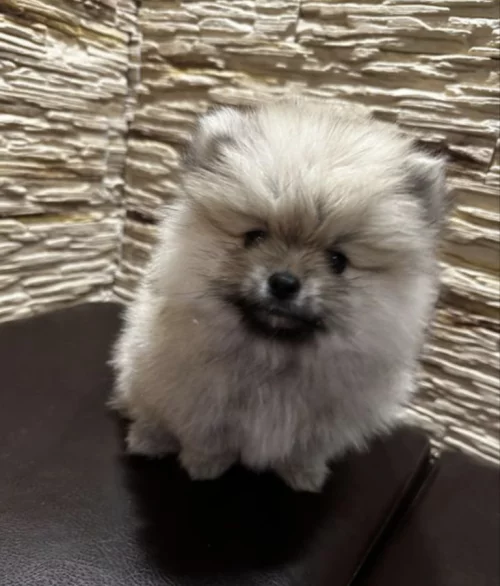Щенок шпиц миник