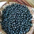 Смородина крупная сладкая