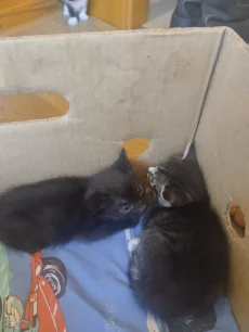 Отдам котят