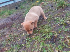 Роздаем бесплатно