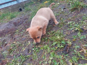 Роздаем бесплатно