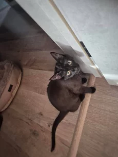 Котенок - подросток в хорошие руки