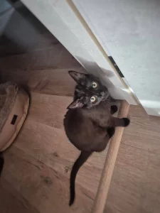 Котенок - подросток в хорошие руки