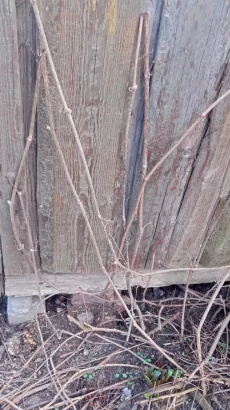 Девичий виноград