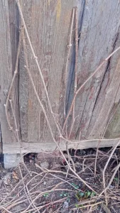 Девичий виноград